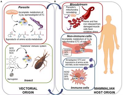 Redox Balance Keepers and Possible Cell Functions Managed by Redox Homeostasis in Trypanosoma cruzi